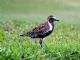 Pacific Golden-Plover (Pluvialis fulva) Breeding