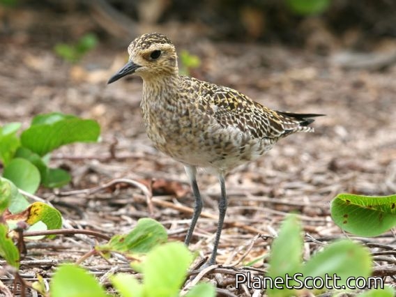Pacific Golden-Plover (Pluvialis fulva) Nonbreeding