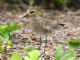 Pacific Golden-Plover (Pluvialis fulva) Nonbreeding