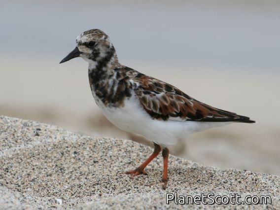 Ruddy Turnstone (Arenaria interpres)
