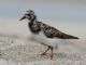 Ruddy Turnstone (Arenaria interpres) 