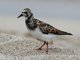 Ruddy Turnstone (Arenaria interpres)