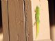 Gold Dust Day Gecko (Phelsuma laticauda) 