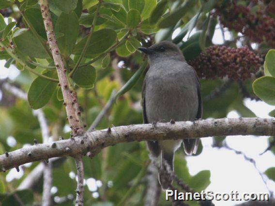 Omao (Myadestes obscurus)