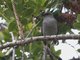 Omao (Myadestes obscurus)