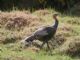 Wild Turkey (Meleagris gallopavo) 