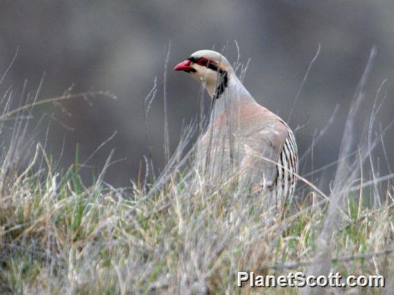 Chukar (Alectoris chukar)