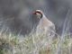 Chukar (Alectoris chukar) 