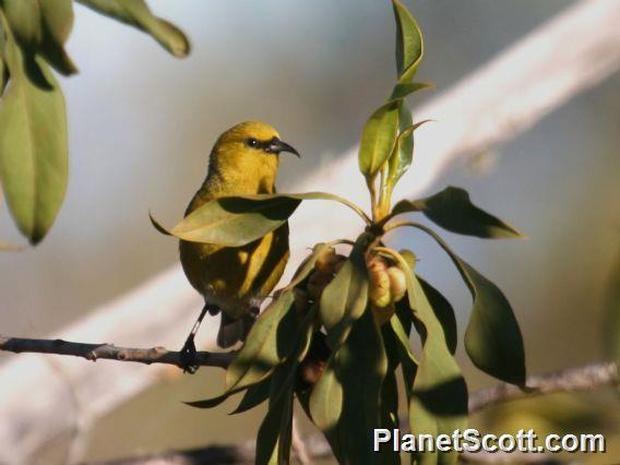 Hawaii Amakihi (Chlorodrepanis virens)