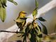 Common Amakihi (Chlorodrepanis virens)