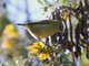 Common Amakihi (Chlorodrepanis virens)
