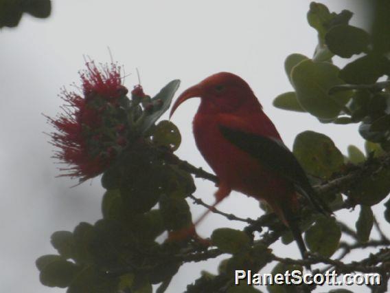 Iiwi (Drepanis coccinea)