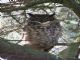 Great Horned Owl (Bubo virginianus) 