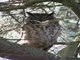 Great Horned Owl (Bubo virginianus)