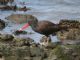 Black Oystercatcher (Haematopus bachmani) 