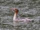 Red-breasted Merganser (Mergus serrator) Female