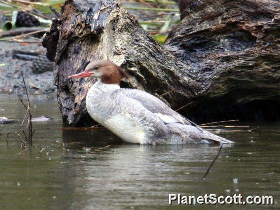 Common Merganser (Mergus merganser)