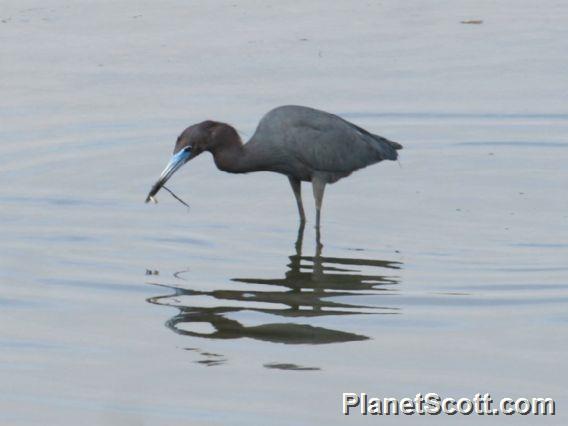 Little Blue Heron (Egretta caerulea)