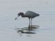 Little Blue Heron (Egretta caerulea) 