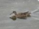 Blue-winged Teal (Spatula discors) Female