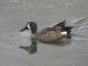 Blue-winged Teal (Spatula discors) Male