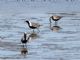 Black-bellied Plover (Pluvialis squatarola) Breeding