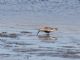 Dunlin (Calidris alpina) 