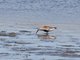 Dunlin (Calidris alpina)