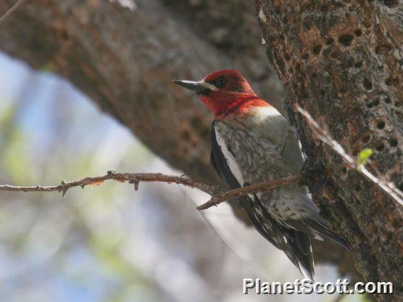 Red-breasted Sapsucker (Sphyrapicus ruber)