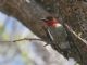 Red-breasted Sapsucker (Sphyrapicus ruber) 