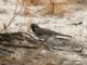 Black-throated Sparrow (Amphispiza bilineata) 