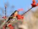 Black-headed Grosbeak (Pheucticus melanocephalus) 