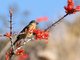 Black-headed Grosbeak (Pheucticus melanocephalus)