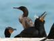 Double-crested Cormorant (Phalacrocorax auritus) Breeding