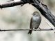 Brewers Sparrow (Spizella breweri) 