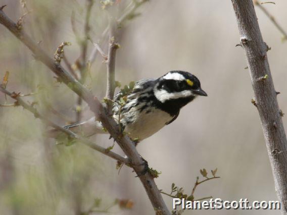 Black-throated Gray Warbler (Setophaga nigrescens)