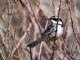 Black-throated Grey Warbler (Dendroica nigrescens) Female