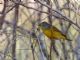 Nashville Warbler (Vermivora ruficapilla) 