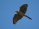 Coopers Hawk (Accipiter cooperii) 