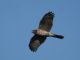 Coopers Hawk (Accipiter cooperii) 