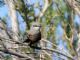 Cassins Kingbird (Tyrannus vociferans) 