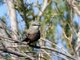 Cassin's Kingbird (Tyrannus vociferans)