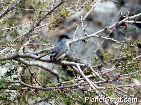 Black-tailed Gnatcatcher (Polioptila melanura)