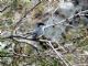 Black-tailed Gnatcatcher (Polioptila melanura) 