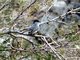 Black-tailed Gnatcatcher (Polioptila melanura)