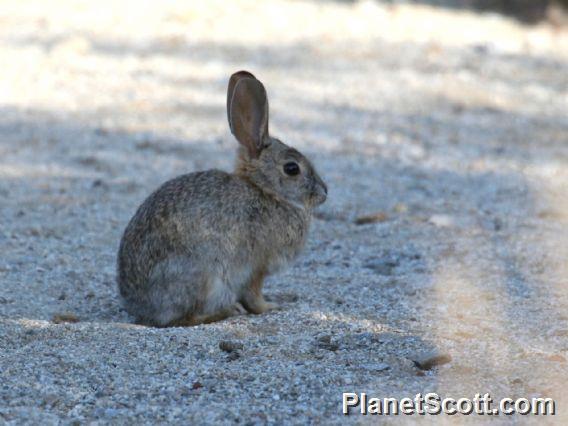 Audubon's Cottontail (Sylvilagus audubonii)