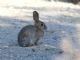 Audubons cottontail (Sylvilagus audubonii) 