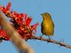 Orange-crowned Warbler (Vermivora celata)
