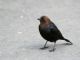 Brown-headed Cowbird (Molothrus ater) Male