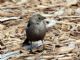 Brown-headed Cowbird (Molothrus ater) Female